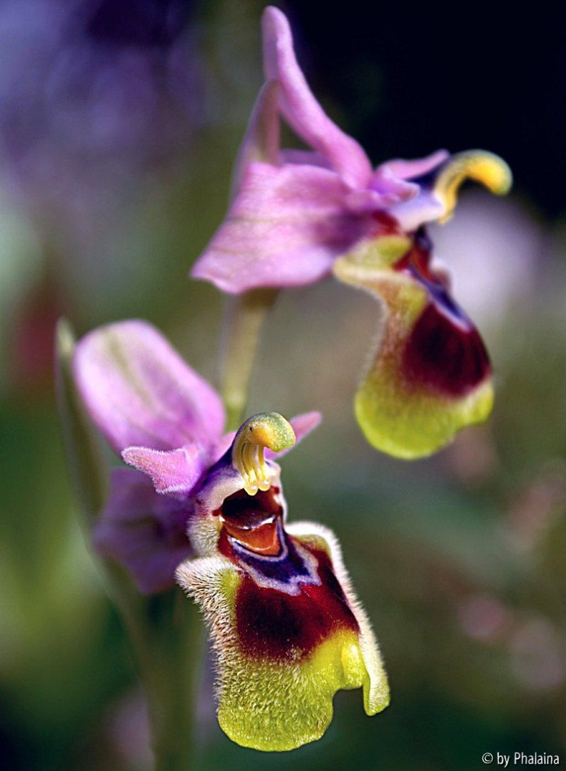 Ophrys tenthredinifera