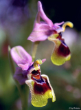 Ophrys tenthredinifera