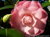Camellia japonica 'Desire'