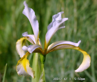 Iris carthaliniae
