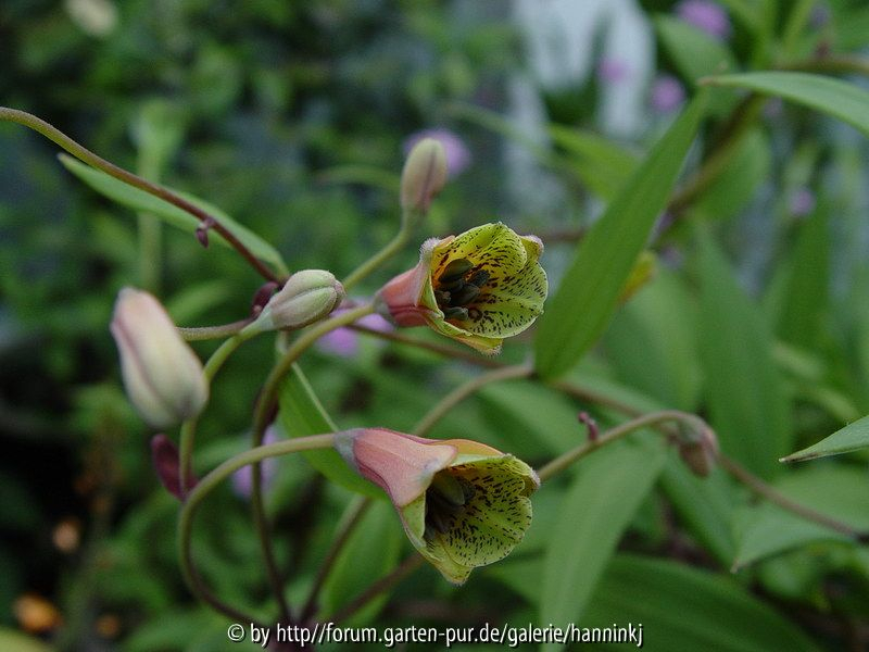 Bomarea hirtella