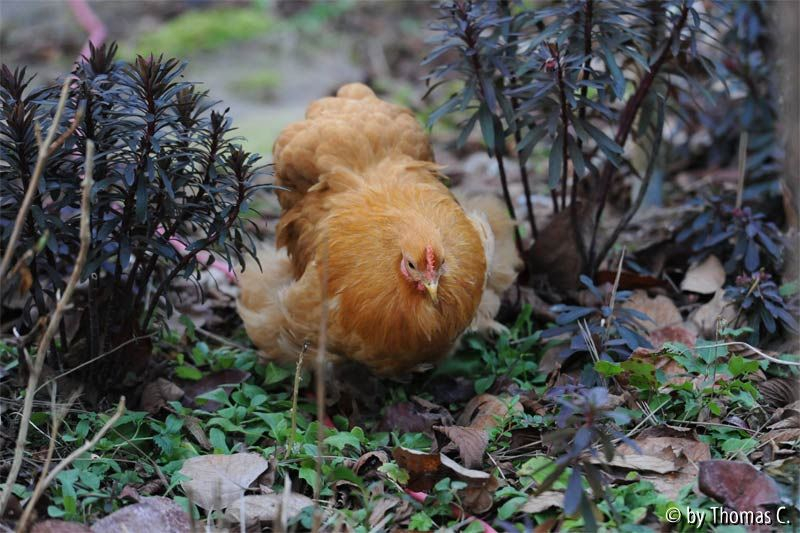 In die Beete 5