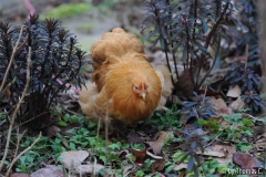 In die Beete 5