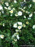 R. x cantabrigiensis blühend