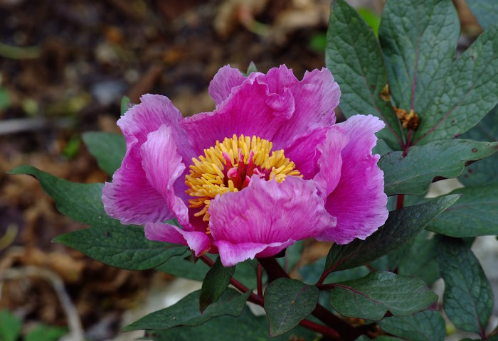 Paeonia cambessedesii