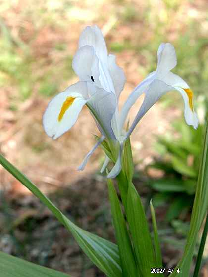 Iris magnifica blauweiße Form