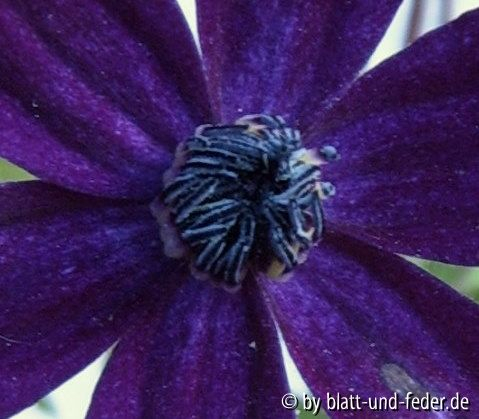 Black Prince? Antheren