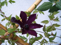 Black Prince? 1