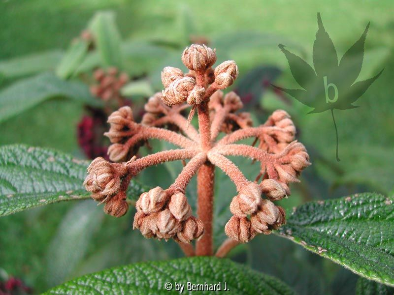 Viburnum rhytidophyllum