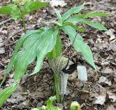 Arisaema thunbergii ssp. urashima