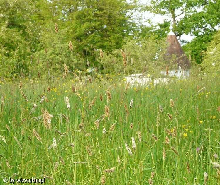 Sissinghurst: Wiese
