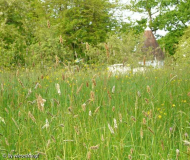 Sissinghurst_Wiese.jpg