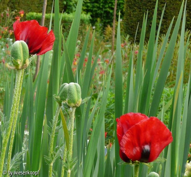 Sissinghurst: Mohn Ladybird