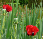 Sissinghurst: Mohn Ladybird