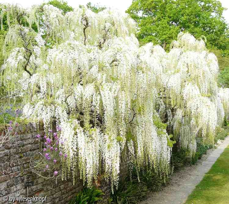 Sissinghurst: weißer Blauregen