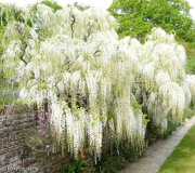 Sissinghurst: weißer Blauregen