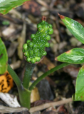 Arisaema sikokianum
