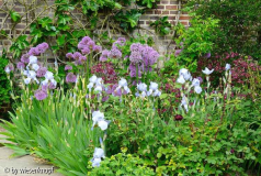 Sissinghurst_Allium_Iris.jpg