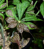 Arisaema ciliatumvar. liubaense(Blattanomalie)