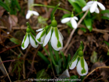 Galanthus 'South Hayes' 12. 2. 2011