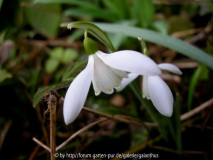 Galanthus nivalis 'Sibbertoft White'