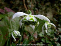 Galanthus 'Richard Ayres' Feb. 2011