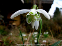 Galanthus nivalis 'Quad'