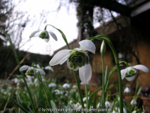Galanthus 'Lavinia' 12. 2. 2011