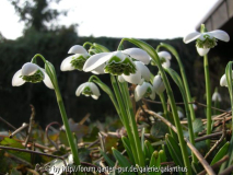 Galanthus 'Barbara's Double'