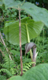 Arisaema fargesii