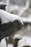 Esel unbearbeitet