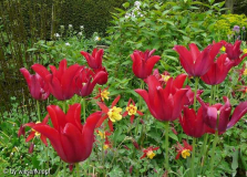 GD:Tulpen und Akelei