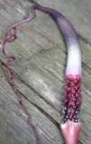 Arisaema speciosum (männl. Spadix)