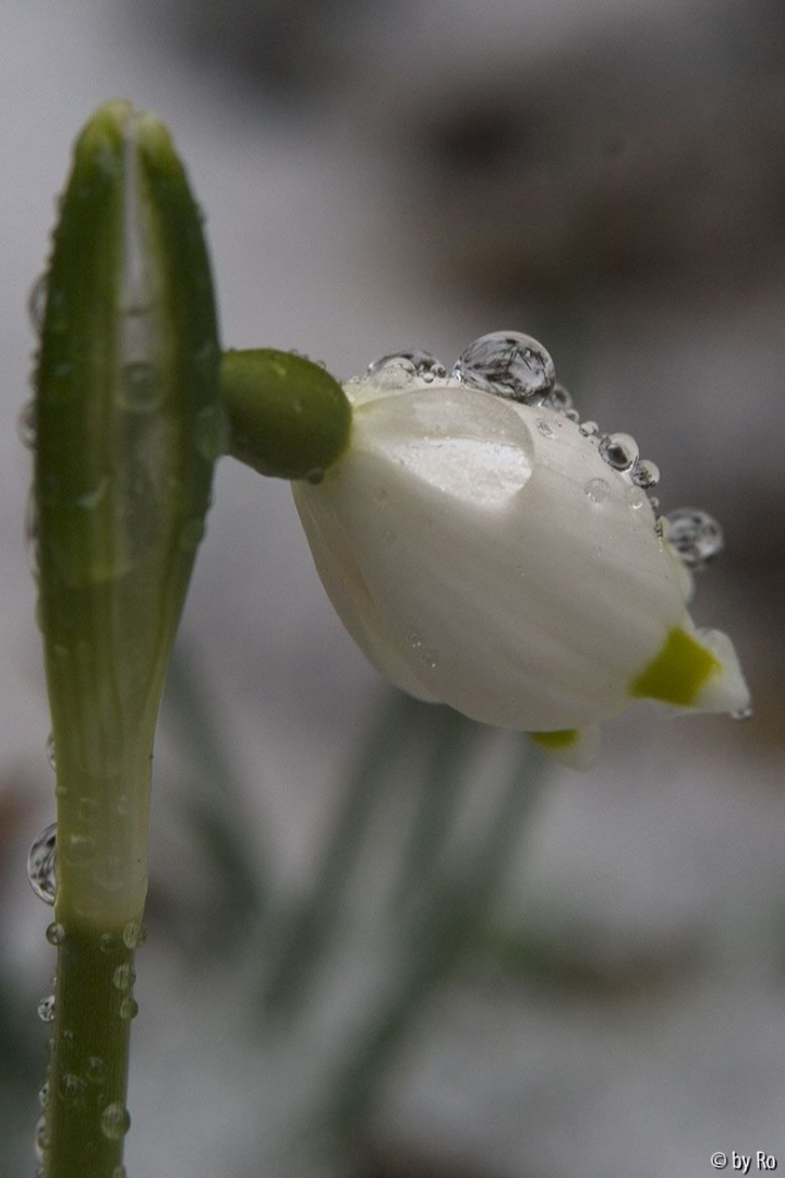 Leucojum Det. 8