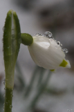 Leucojum Det. 8