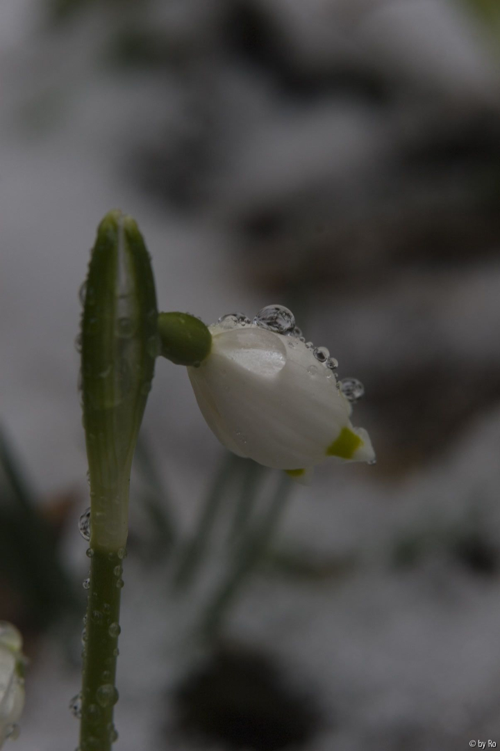 Leucojum 8