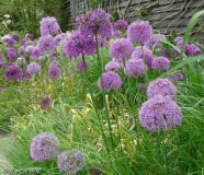 GD:Allium