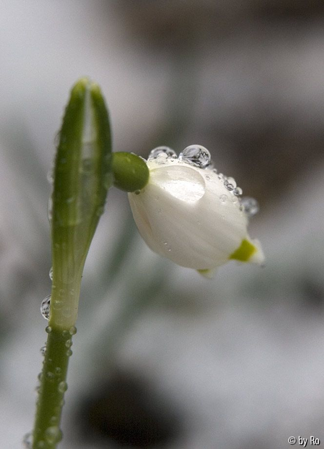 Leucojum Det. 4.5