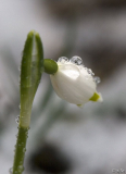 Leucojum Det. 4.5