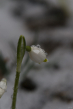 Leucojum 4.5