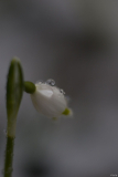 Leucojum 1.4