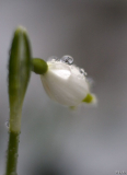 Leucojum Det. 1.4