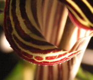 Arisaema ciliatum