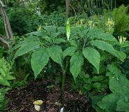 Arisaema tortuosum