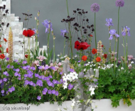 CFSH: rot-blaues Beet