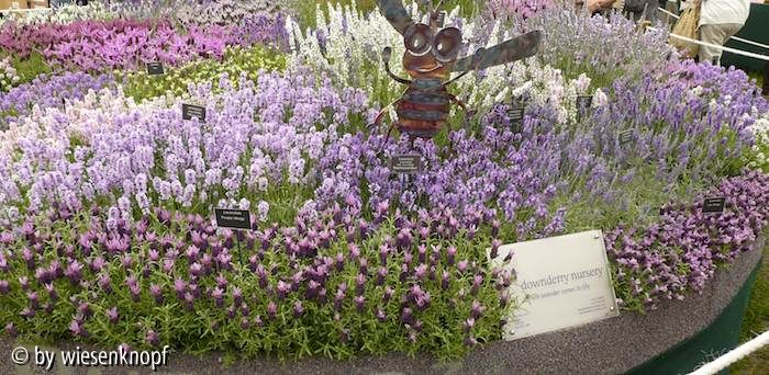 CFSH: Lavendel