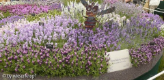 CFSH: Lavendel
