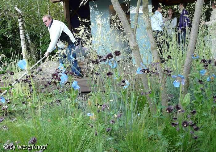 CFSH: blauer Mohn