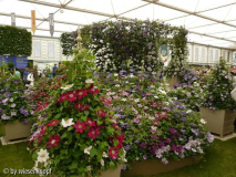 CFSH: Clematis