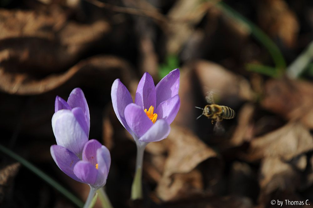 Winter zu Ende 4
